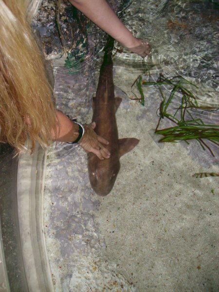 meeresaquariummithaistreichelzoo.jpg