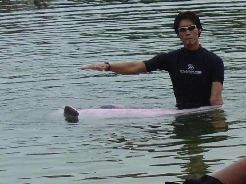 pinkdolphin.jpg